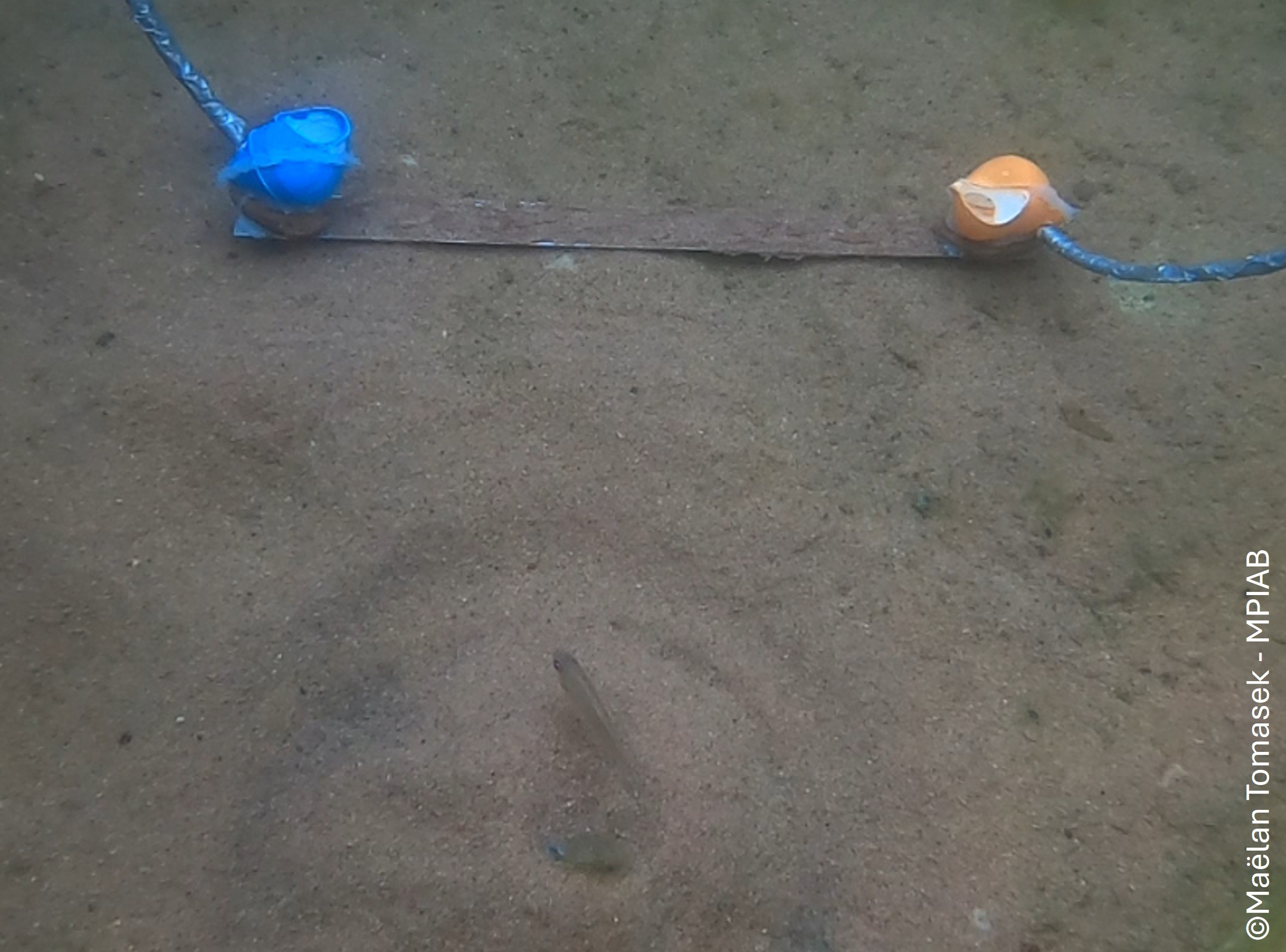 A shell-dwelling cichlid approaching shells of different colours