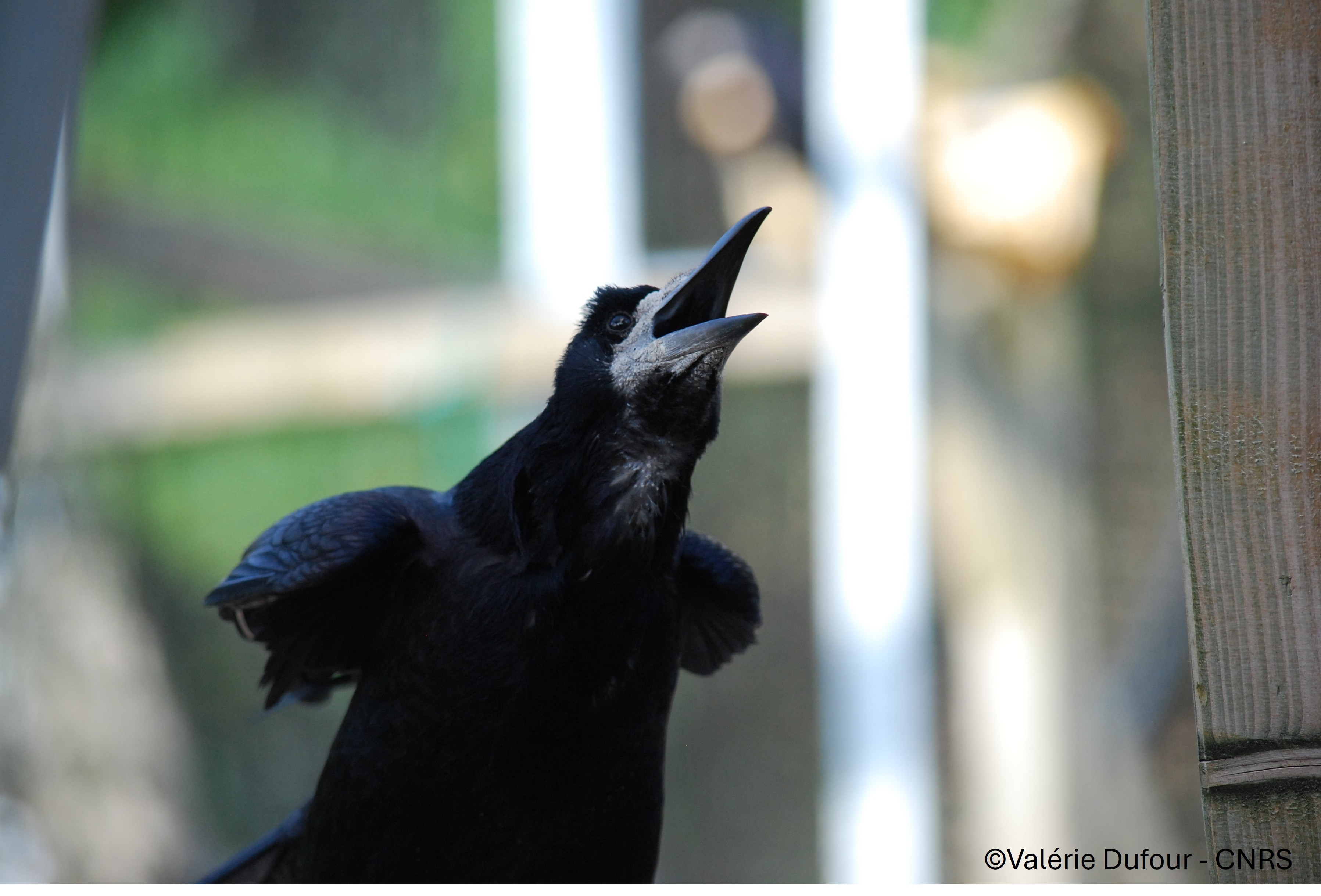 A rook singing
